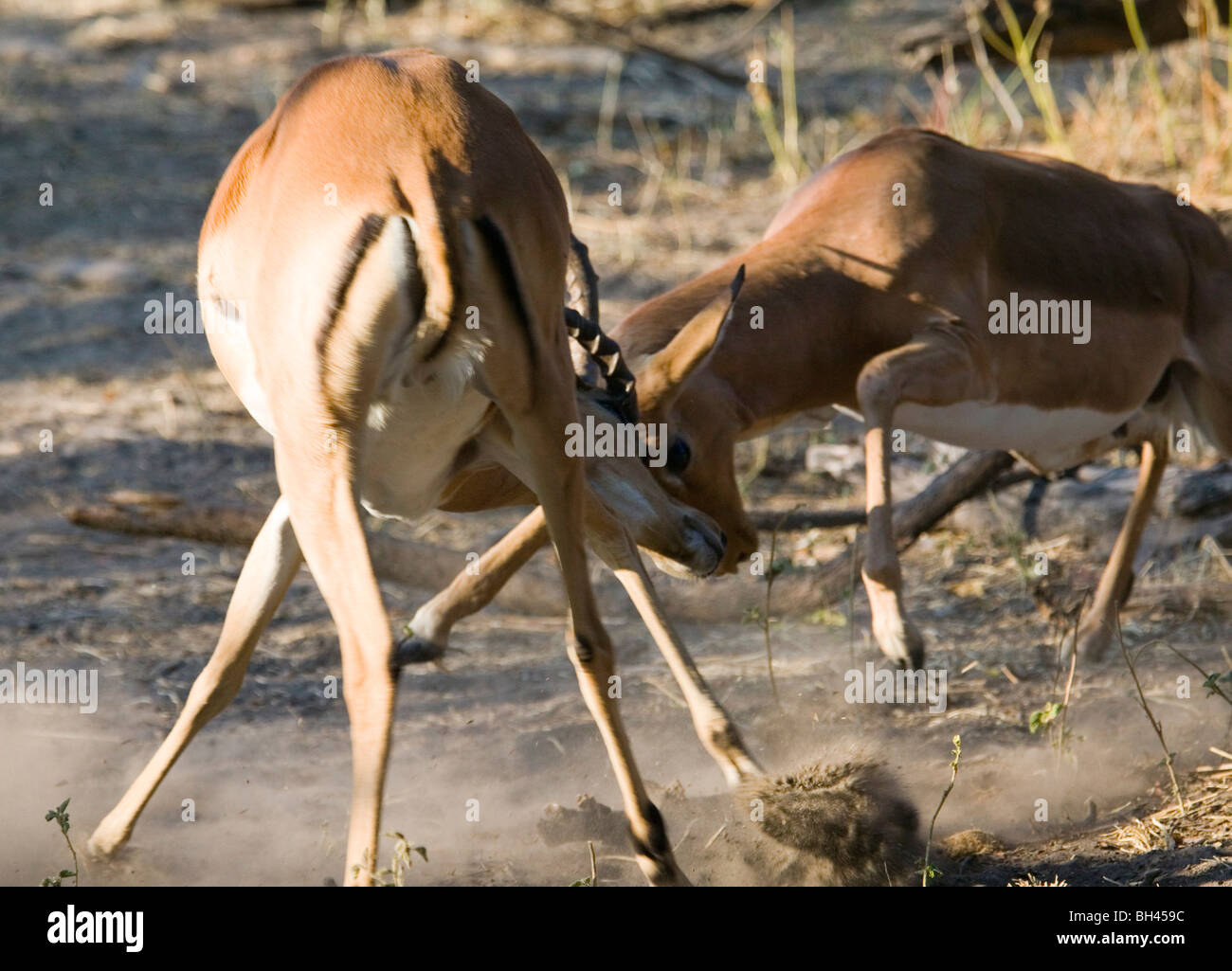 Deux hommes Impala (Aepyceros melampus) combats. Banque D'Images