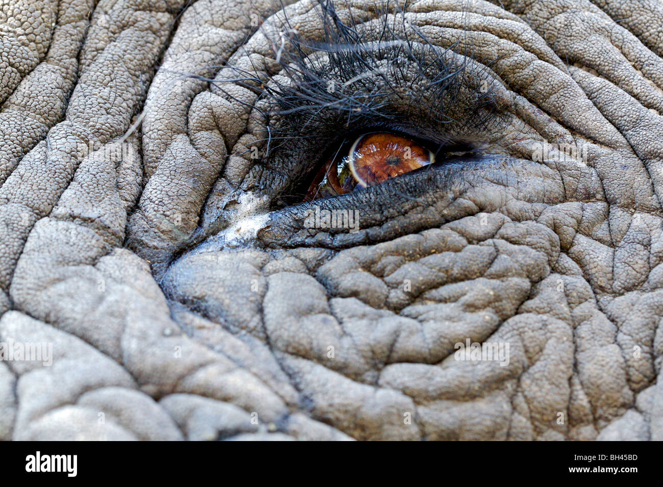 Close-up of eye of African bush elephant (Loxodonta africana). Banque D'Images