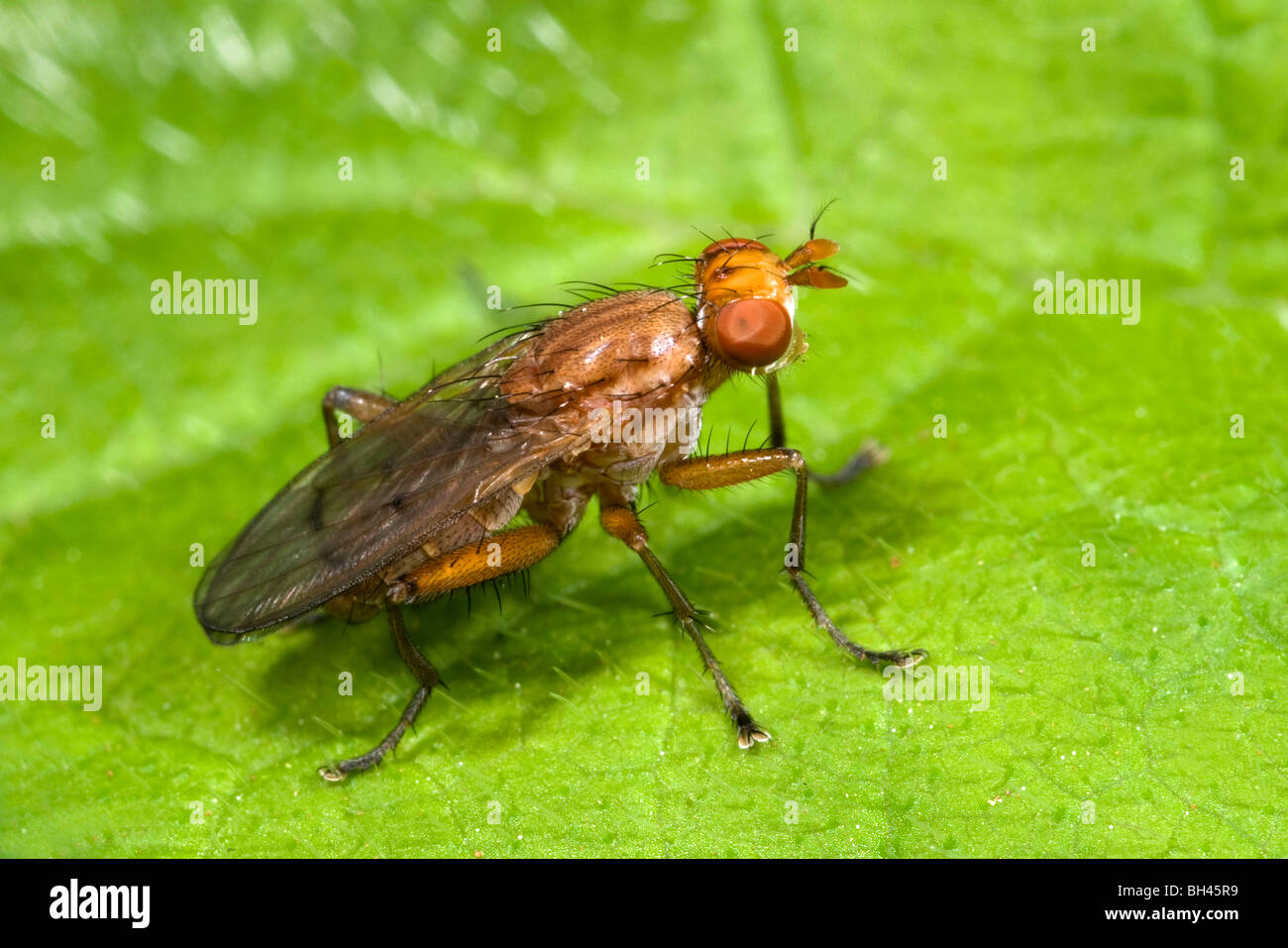 Dung fly (Scathophaga espèces). Au repos sur feuilles au total. Banque D'Images