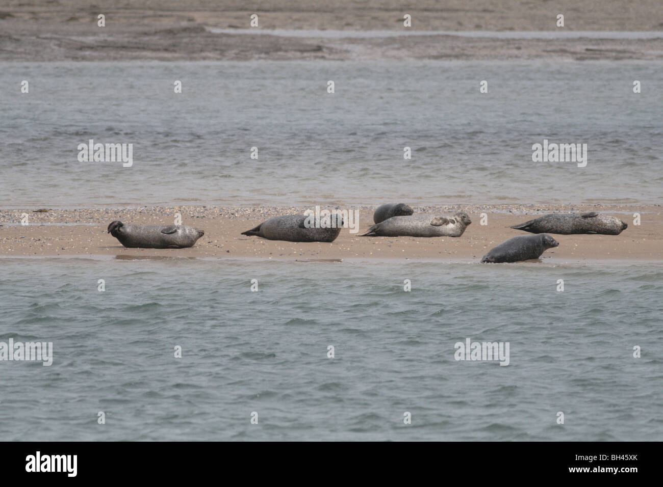 Phoques communs (Phoca vitulina ) sur banc de sable à Loch Fleet réserve naturelle. Banque D'Images