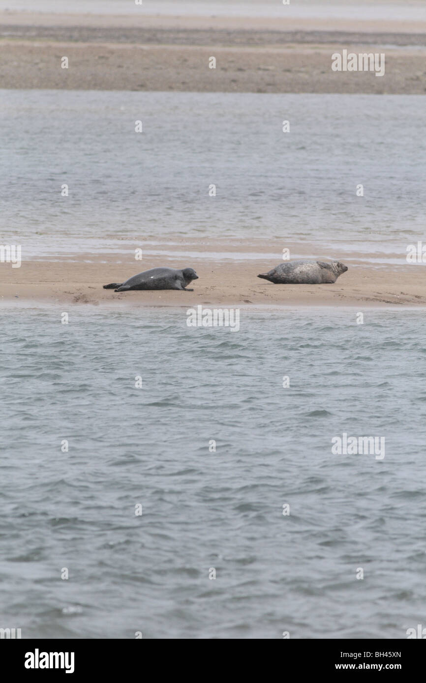 Hommes et femmes phoques communs (Phoca vitulina ) sur le sable retour au Loch Fleet réserve naturelle. Banque D'Images