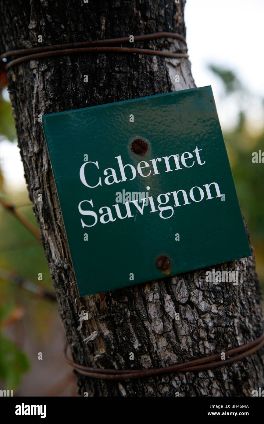 Cabernet Sauvignon signeront à l'Vistalba Lujan, vignoble de Coyu, Mendoza, Argentine. Banque D'Images