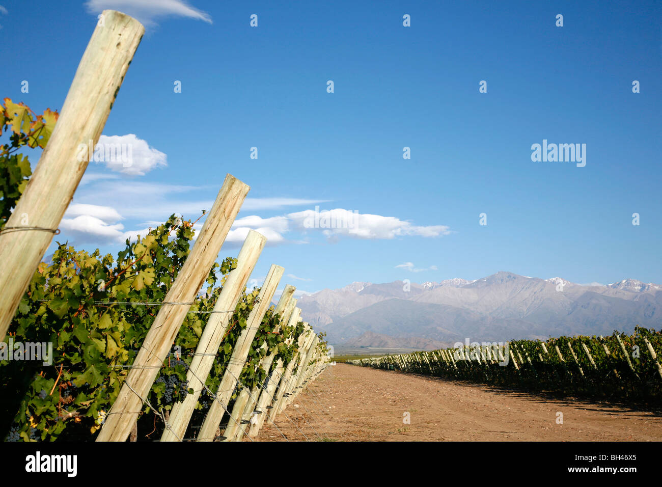 Les vignobles et les montagnes des Andes dans la région de Lujan de Cuyo, Mendoza, Argentine. Banque D'Images