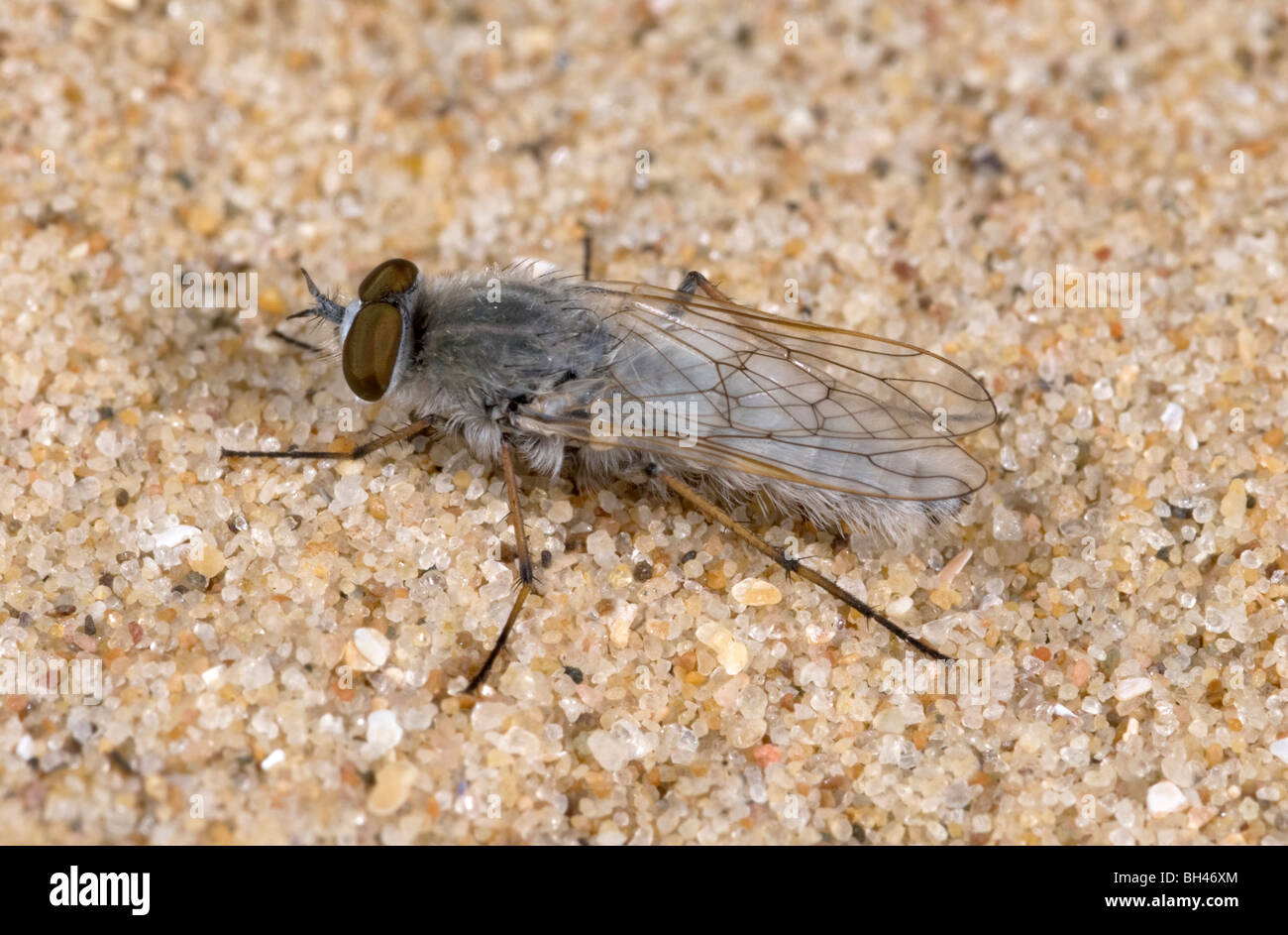 Acrosathe annuata Stiletto (fly). Au repos sur la côte de Norfolk, des dunes de sable. Banque D'Images