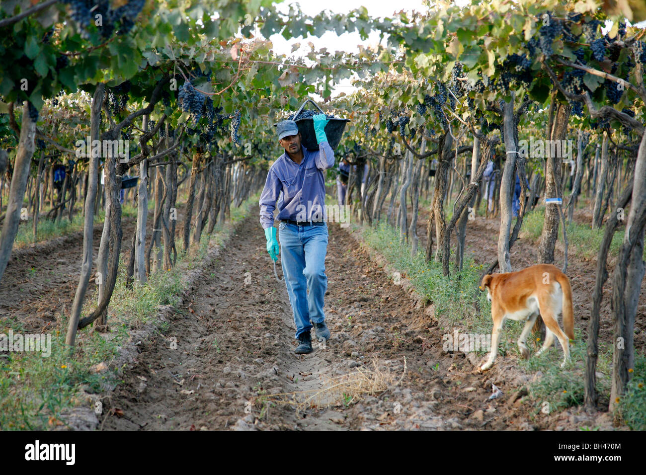 L'homme travaillant au vignoble pendant la période des récoltes, Mendoza, Argentine. Banque D'Images
