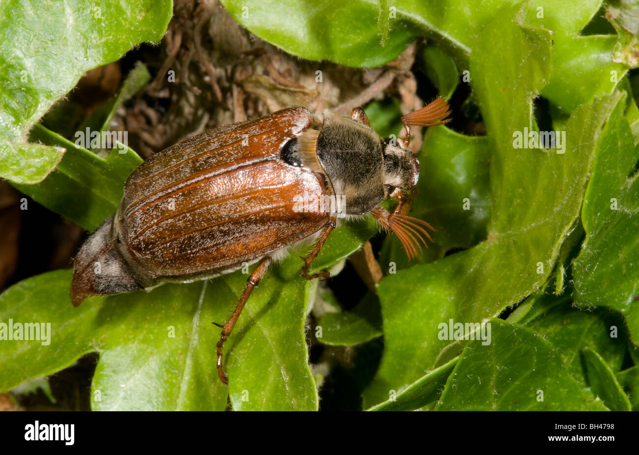 Cockchafer ou peut bug (Melolontha melolontha). Des profils sur les feuilles dans le jardin. Banque D'Images