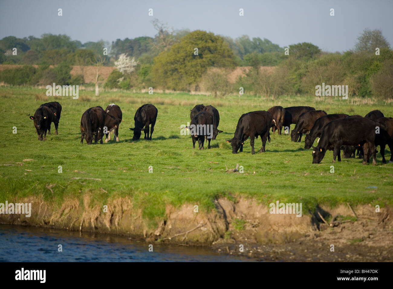 Les vaches dans la prairie de Norfolk au printemps. Banque D'Images