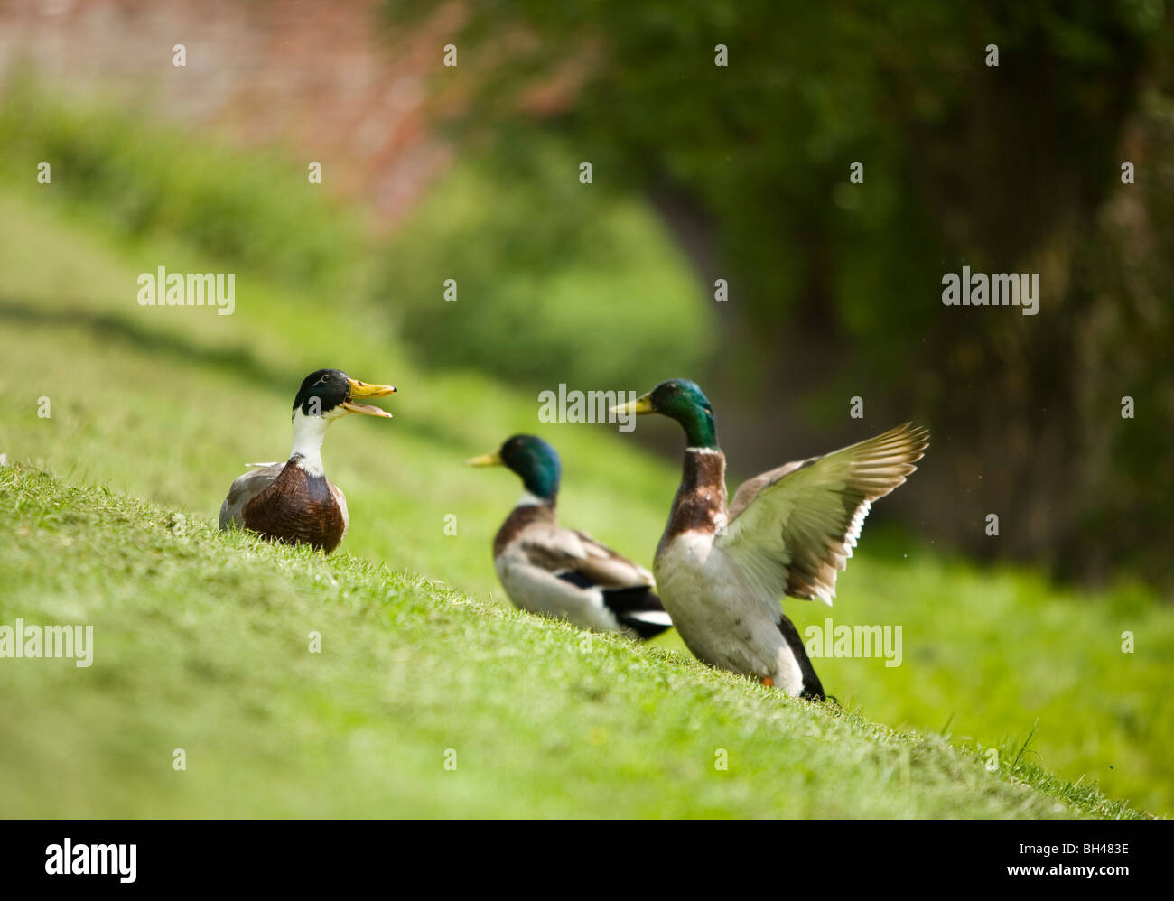 Canard colvert mâle ayant un différend à Bawburgh River au printemps. Banque D'Images