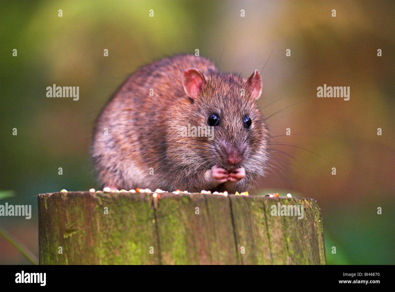 Rat surmulot (Rattus norvegius) voler des aliments pour oiseaux placé sur un poteau de clôture. Banque D'Images