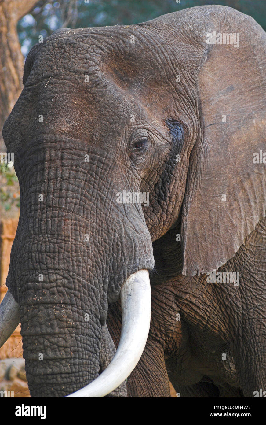 Un éléphant d'Afrique qui est entrée dans la Chongwe river camp. Banque D'Images
