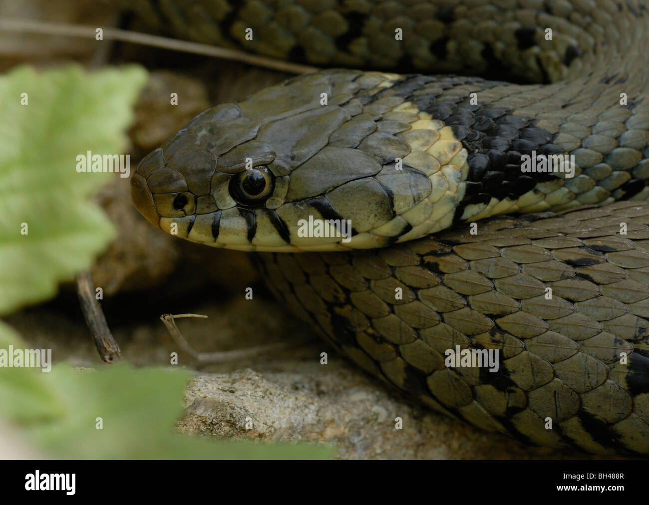 Couleuvre à collier (Natrix helvetica) lui-même le soleil tôt le matin après l'émergence. Banque D'Images