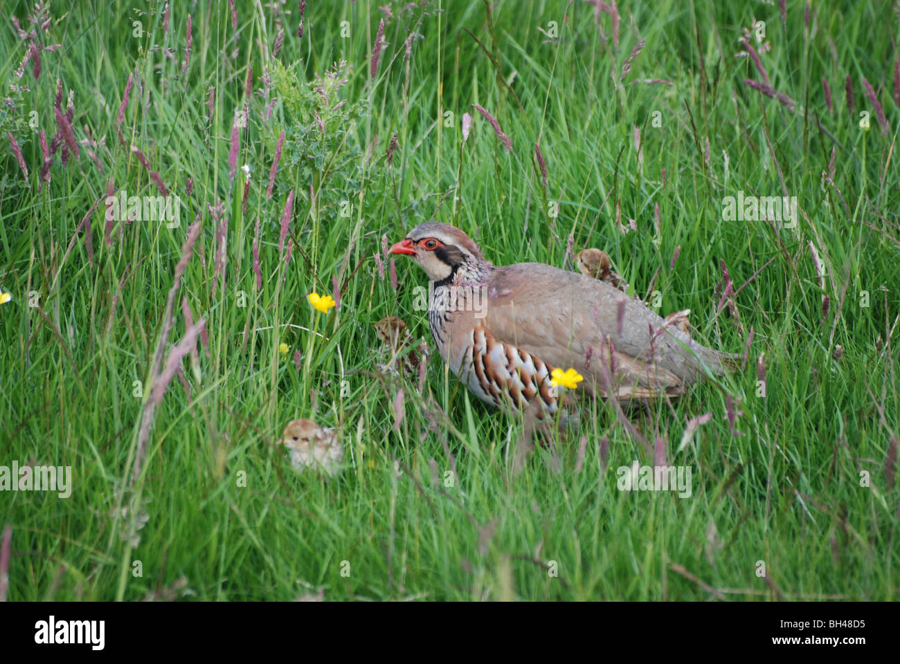 Femme red-legged partridge (Alectoris rufa) guider ses poussins dans un pré en Sanquhar. Banque D'Images