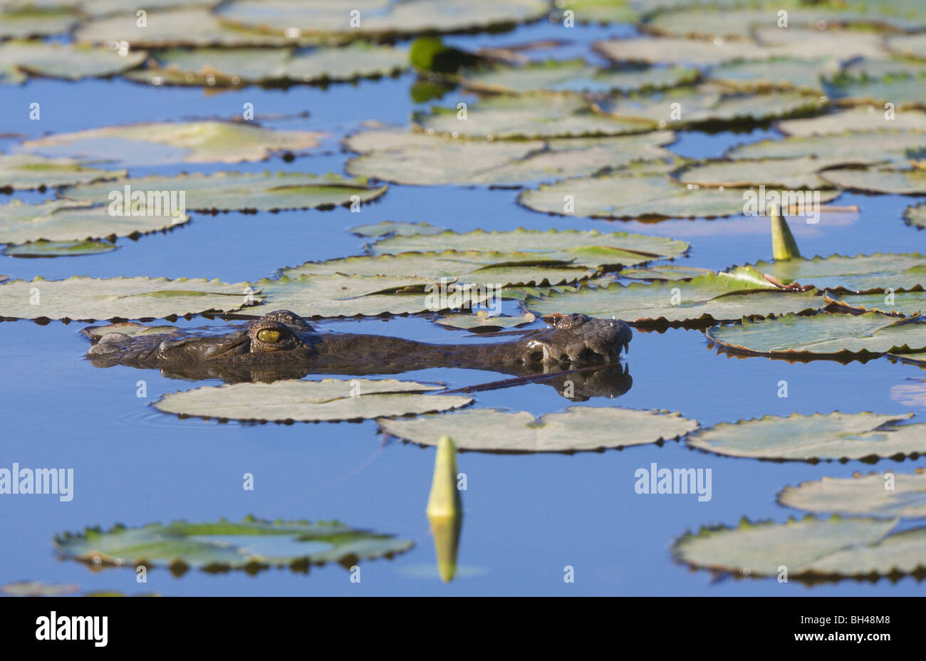 Caïman à lunettes (Caiman crocodilus) tête émergeant à la surface de l'eau. Banque D'Images