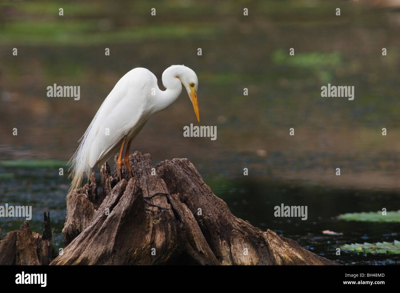 Aigrette intermédiaire (Ardea ou Mesophyx intermedia) debout sur souche d'arbre. Banque D'Images