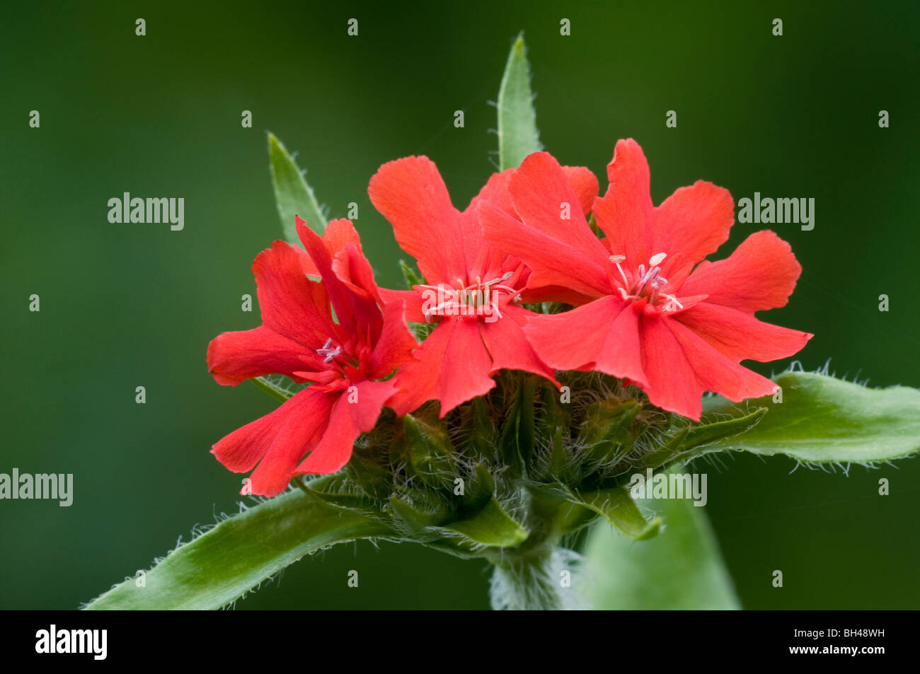 Lychnis fleurs dans le jardin. (Lychnis chalcedonica 'Flore' Plenes). Close up portrait of flower cluster. Banque D'Images