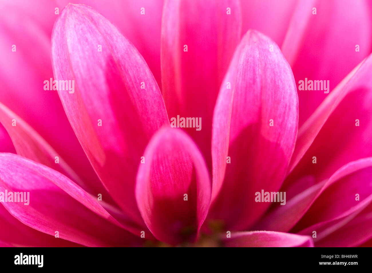 Dahlia rose dans le jardin. Close up image abstraite de pétales de fleur. Banque D'Images