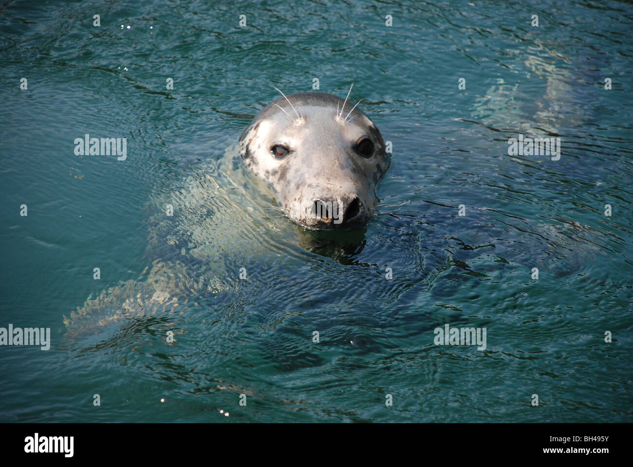 Curieux de phoques gris (Halichoerus grypus) Nager dans l'océan. Banque D'Images