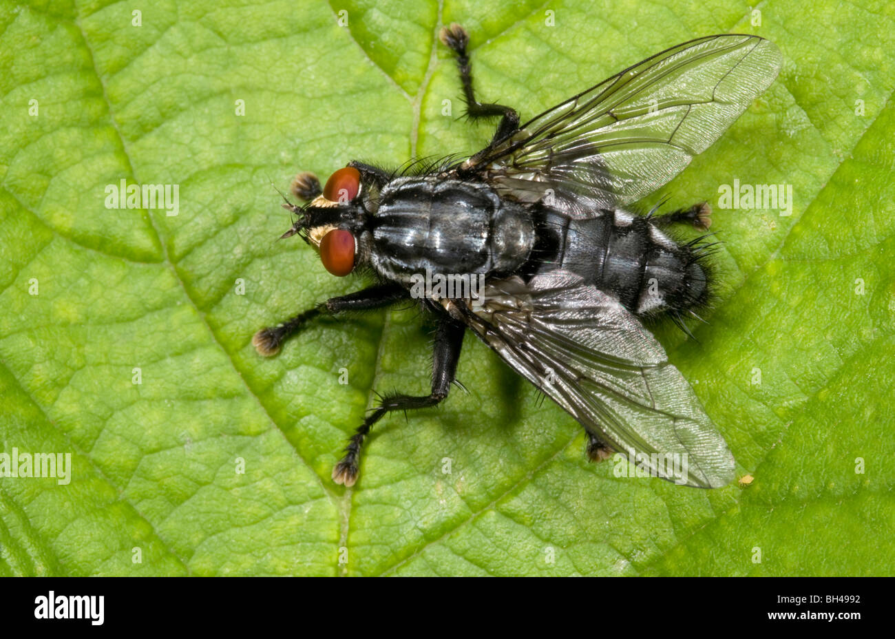 Chair-fly (Sarcophaga carnaria). Close up image de voler au soleil sur une feuille de bois de Norfolk en été. Banque D'Images