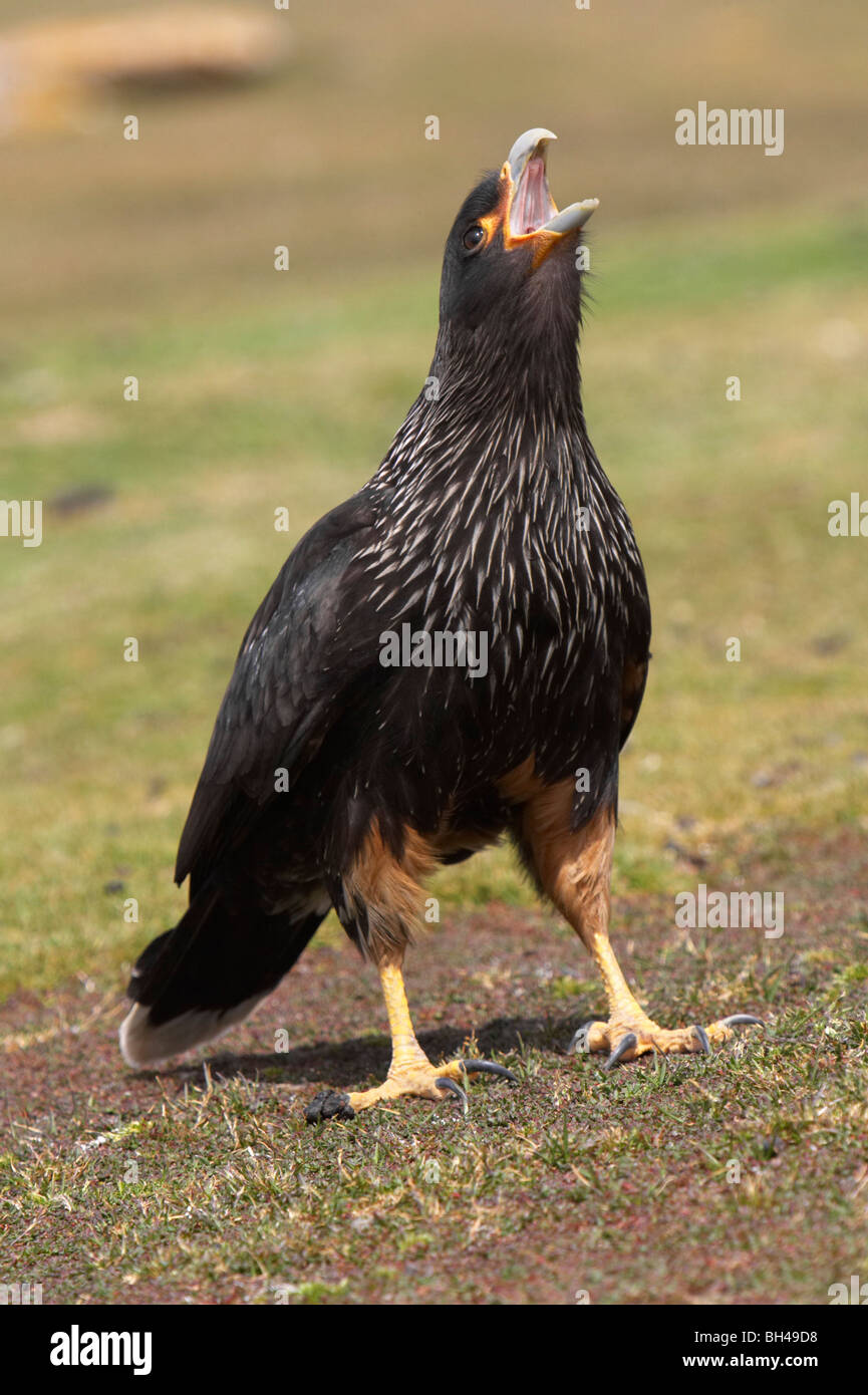 (Phalcoboenus australis carcara strié) Appelant les Sanders Island. Banque D'Images