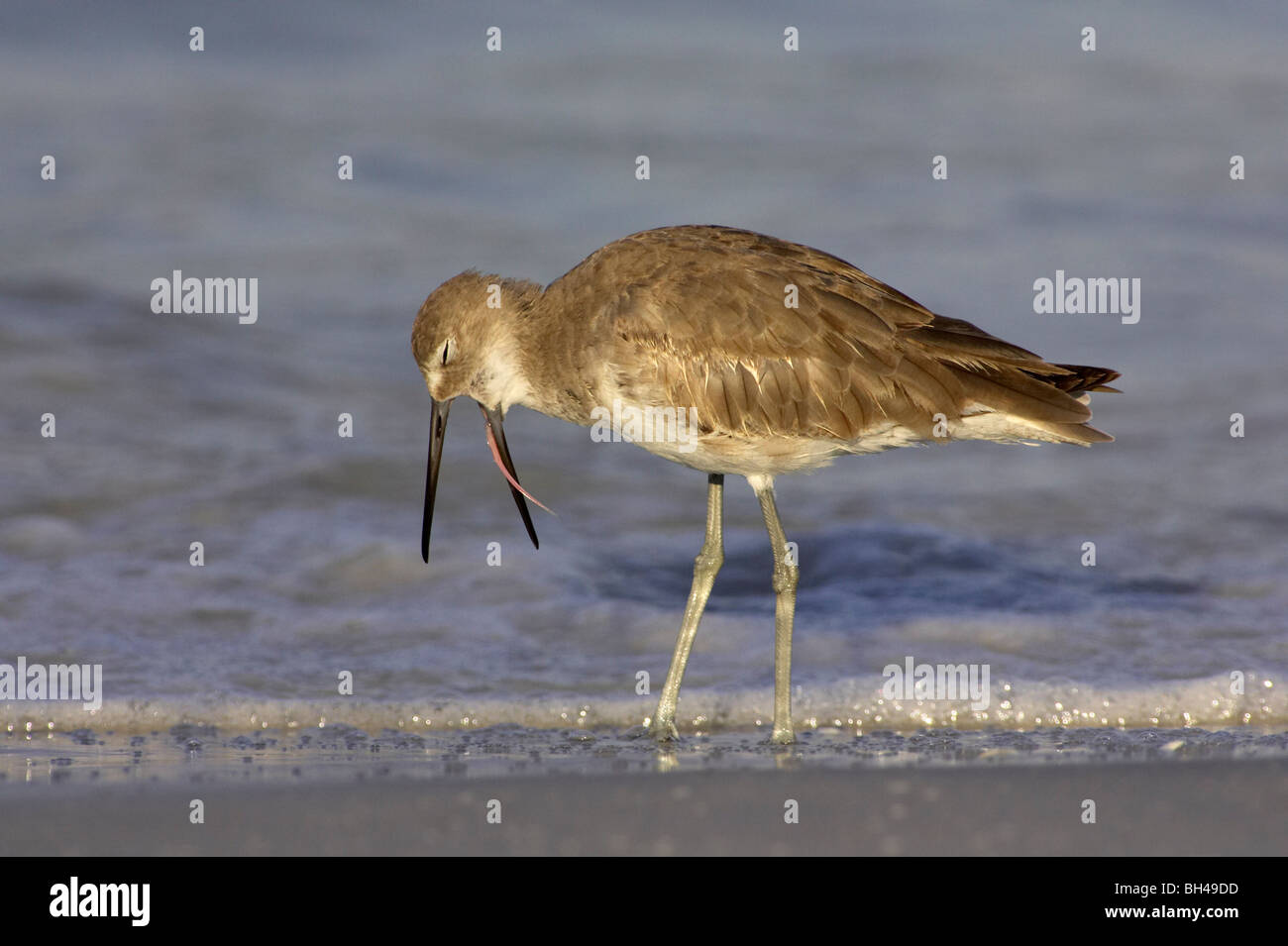 Le Chevalier semipalmé (Catoptrophorus semipalmatus) sur une plage au Fort de Soto. Banque D'Images