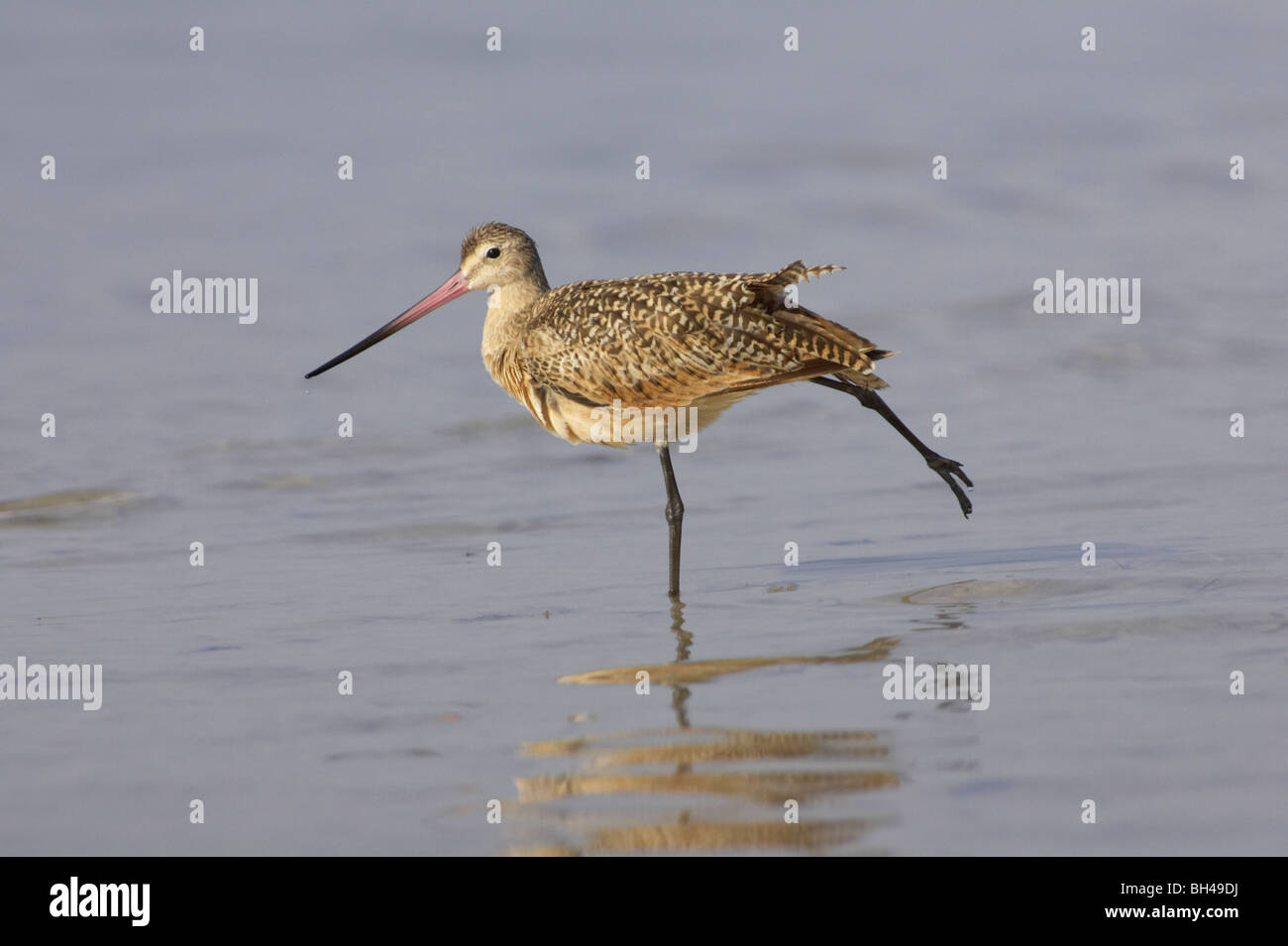 La Barge marbrée (Limosa fedoa) qui s'étend au Fort de Soto. Banque D'Images