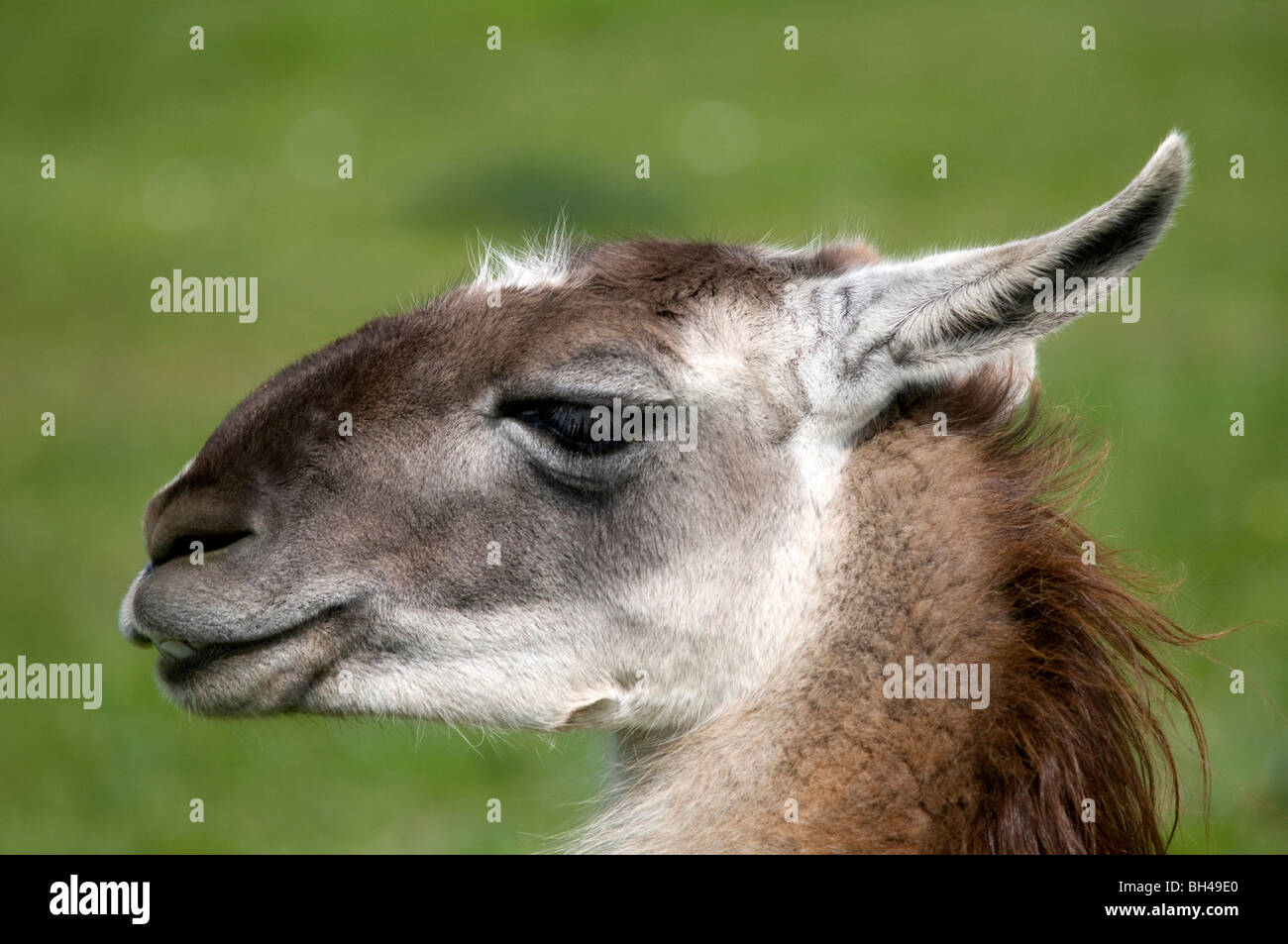 Llama, Close up image de profil de tête, Long Sutton Papillon et Wildlife Park. Banque D'Images