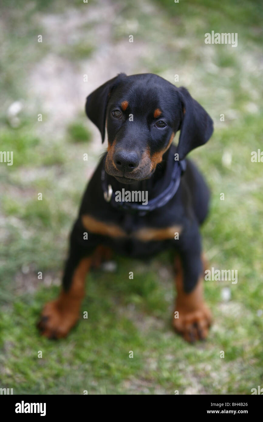 Dobermann Pinscher chiot Banque D'Images