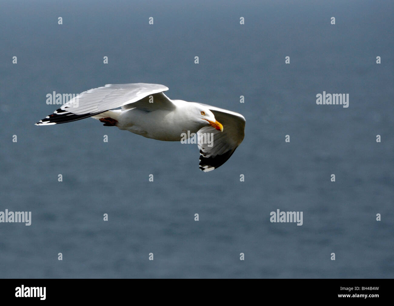 Goéland argenté (Larus argentatus) voler au-dessus de la mer. Banque D'Images