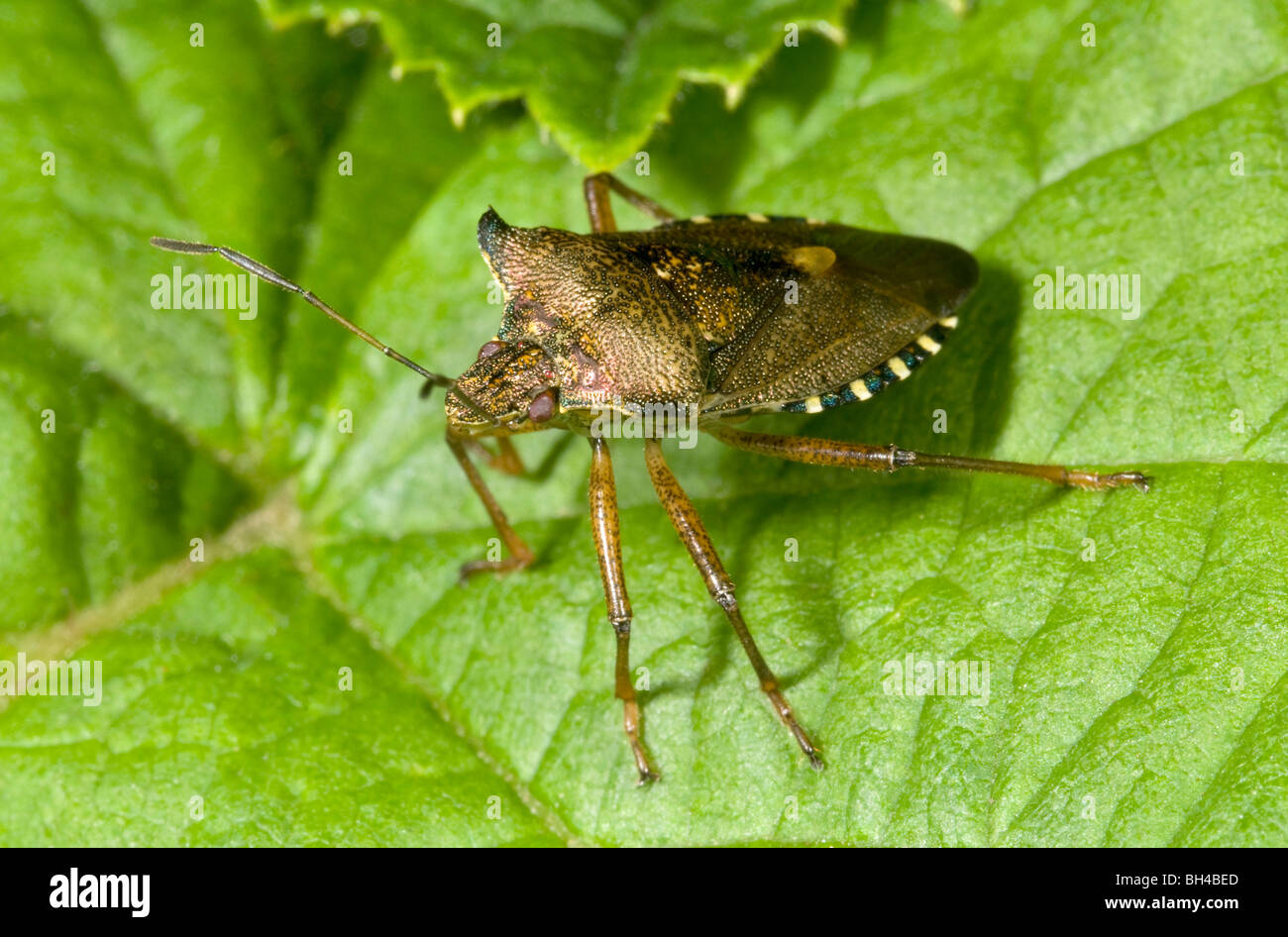 Pentatoma rufipes (bug de la forêt). Close-up of bug adultes reposant sur une feuille de bois de Norfolk. Banque D'Images