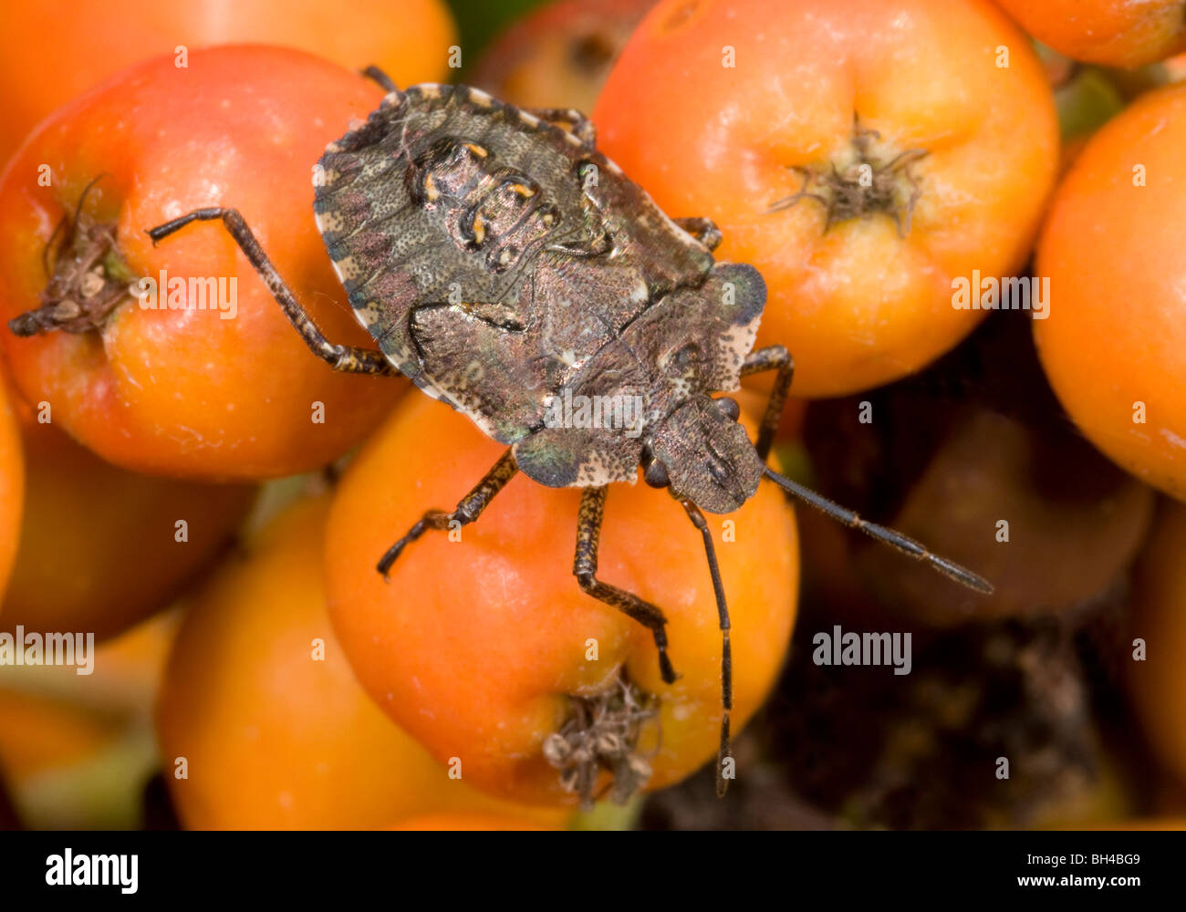 Pentatoma rufipes (bug de la forêt). Larve de retard sur rowan berries dans un bois de Norfolk. Banque D'Images