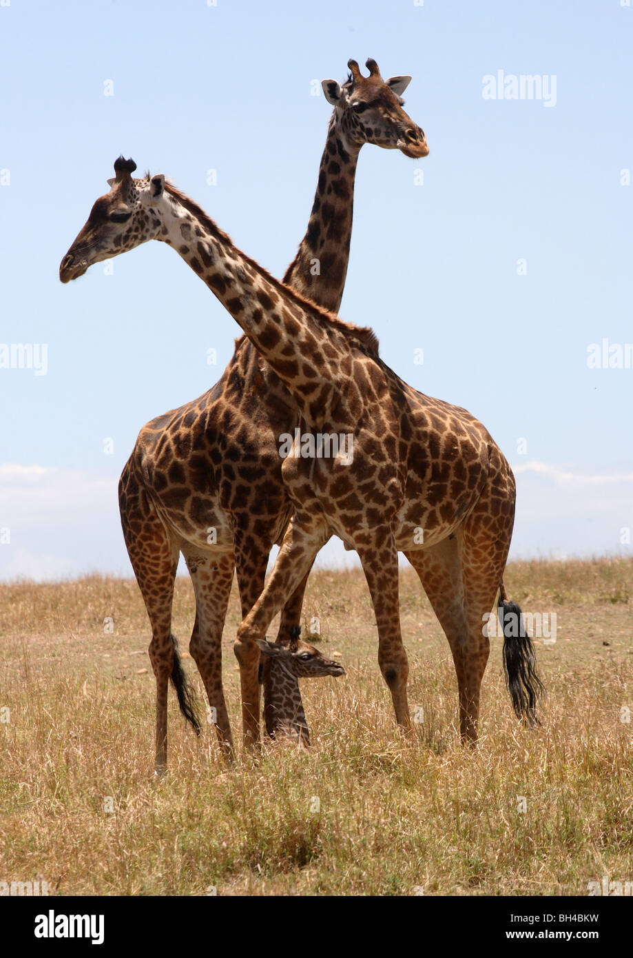 Groupe de la famille des girafes réticulée avec jeune veau déguisées en herbe. Banque D'Images