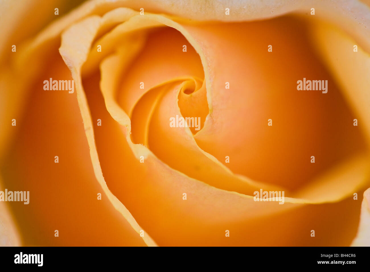 Une orange rose dans le Jardin botanique royal d'Édimbourg. Banque D'Images