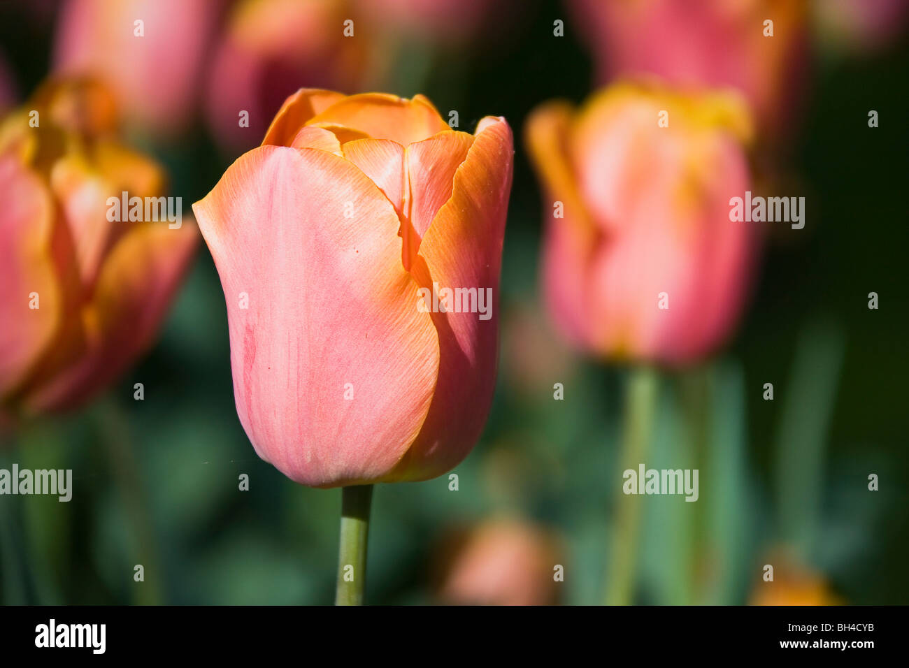 Tulipe rose dans le Keukenhof Jardin. Banque D'Images