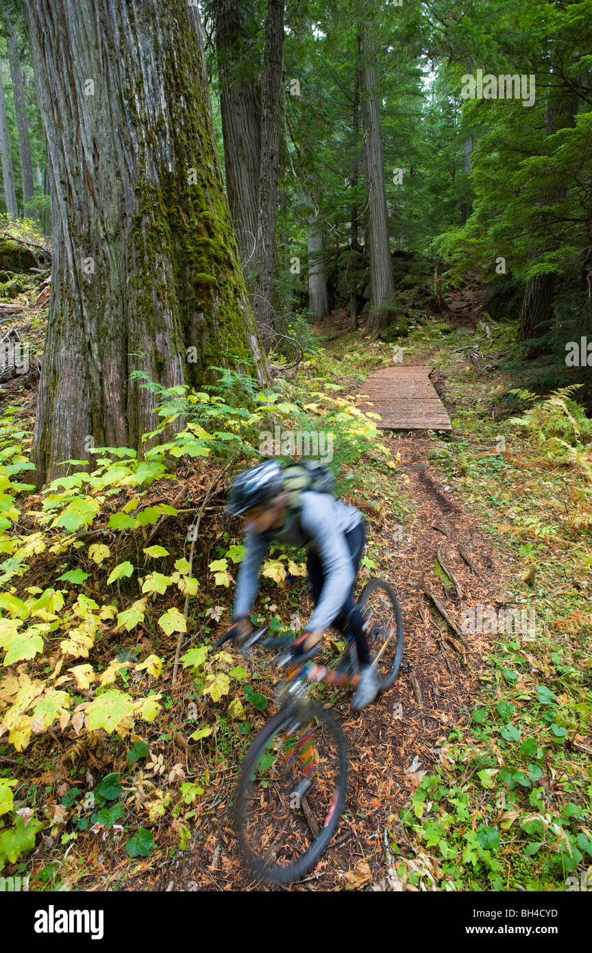 Un homme est un flou comme il mountain bikes la verdoyante forêt de du nord de l'Idaho. (Motion Blur) Banque D'Images