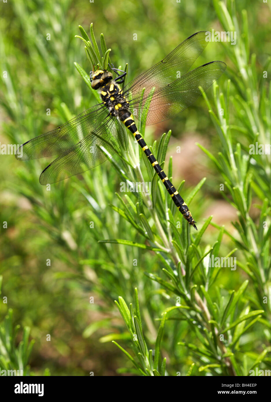 Golden dragonfly (Cordulegaster boltonii annelés) reposant sur le romarin (Rosmarinus officinalis) en été. Banque D'Images