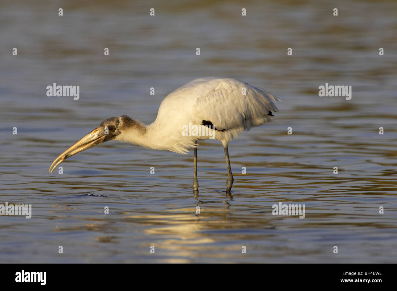 Le bois juvénile stork (Mycteria americana) avec des poissons au Fort de Soto. Banque D'Images