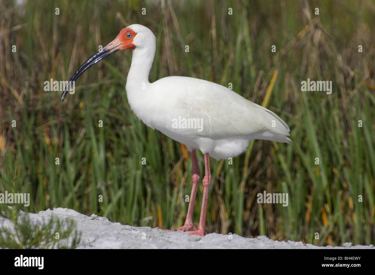 Ibis blanc (Eudocimus albus) au Fort de Soto. Banque D'Images