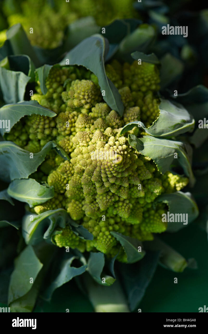 Chou-fleur Romanesco, le marché fermier de Riverdale, Toronto (Ontario) Banque D'Images