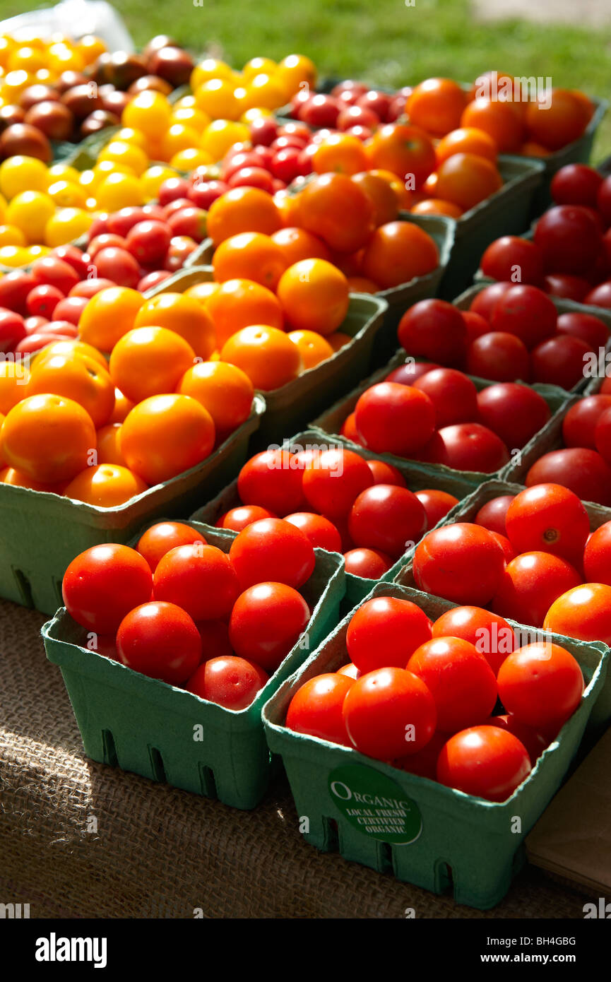Différents types de tomates fraîches, le marché fermier de Riverdale, Toronto (Ontario) Banque D'Images
