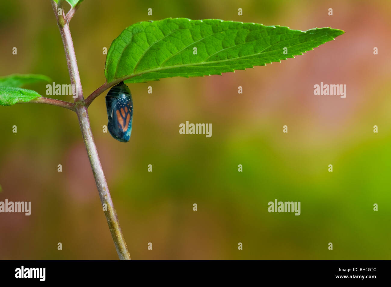 Chrysalide du papillon monarque, transparent, à la fin de l'état de chrysalide, papillon adulte apparition, la Nouvelle-Écosse. Série de 4 images. Banque D'Images