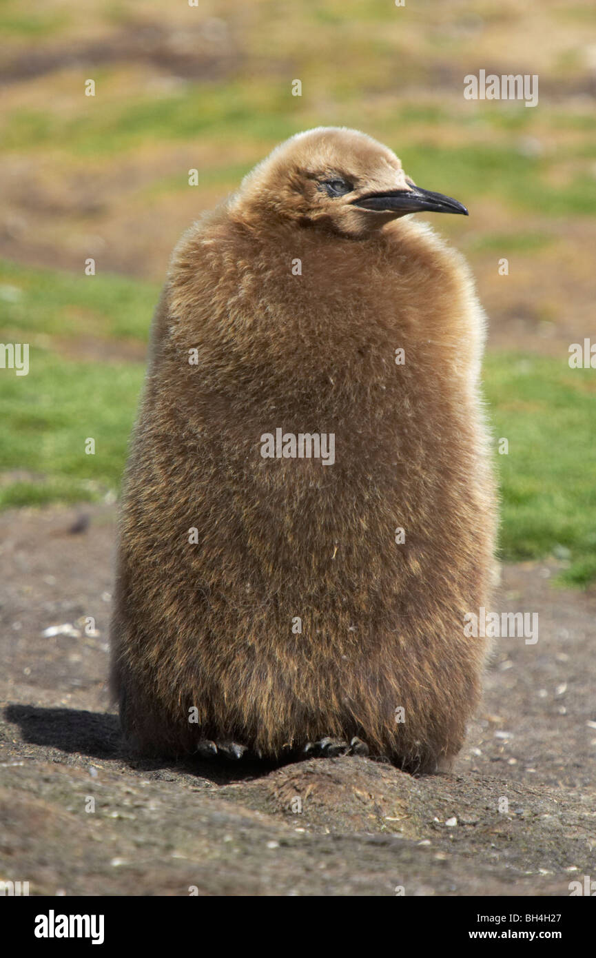 Jeune roi penguin (Aptendytes patagonicus) profitant de la chaleur du soleil. Banque D'Images