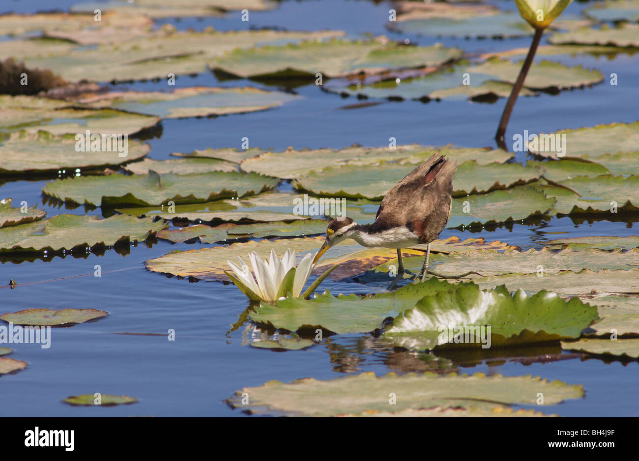 Le Nord de l'immature (jacana Jacana spinosa) enquête sur une fleur de lys. Banque D'Images