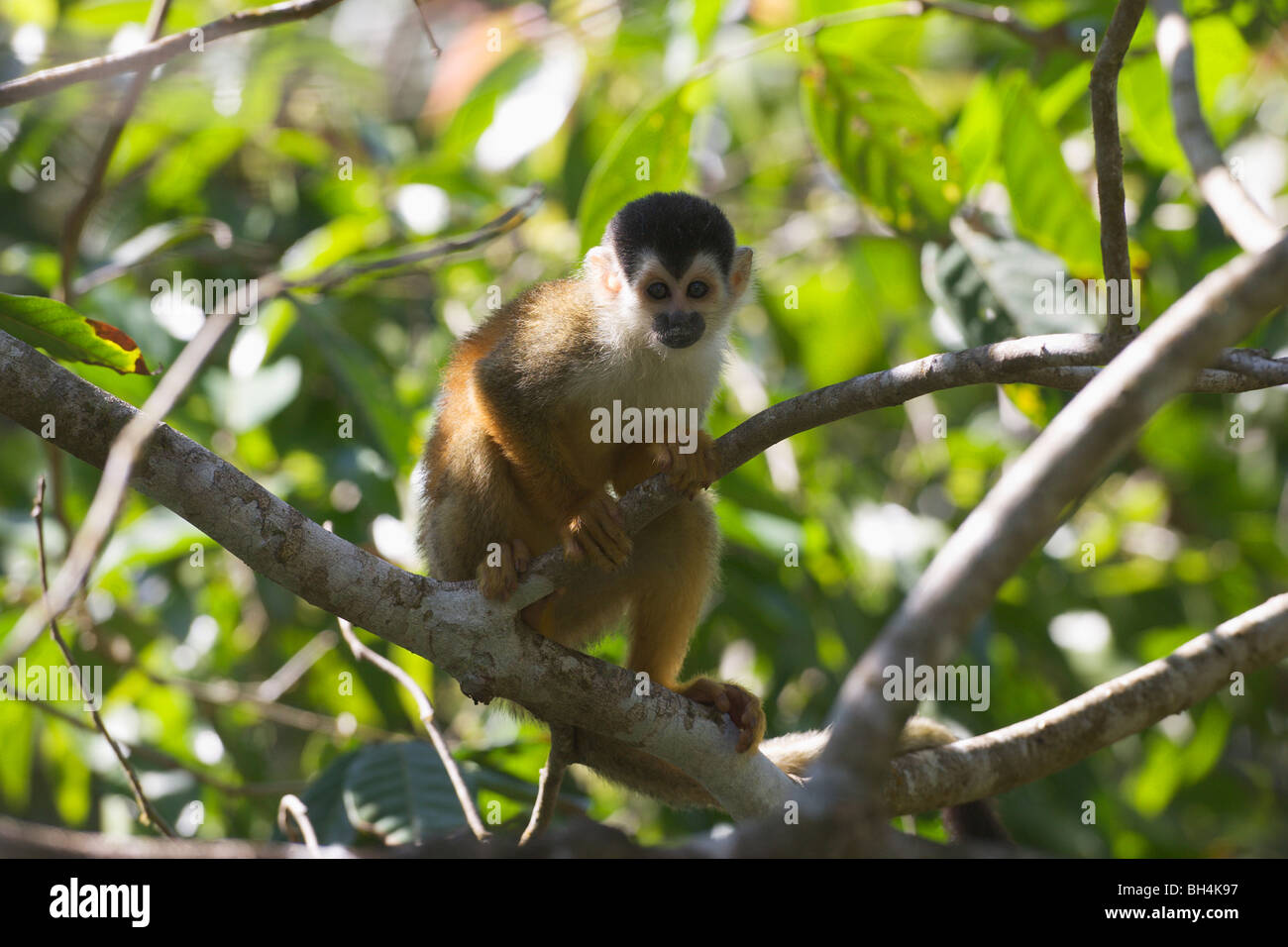 Singe écureuil (Saimiri oerstedii)dans un arbre. Banque D'Images