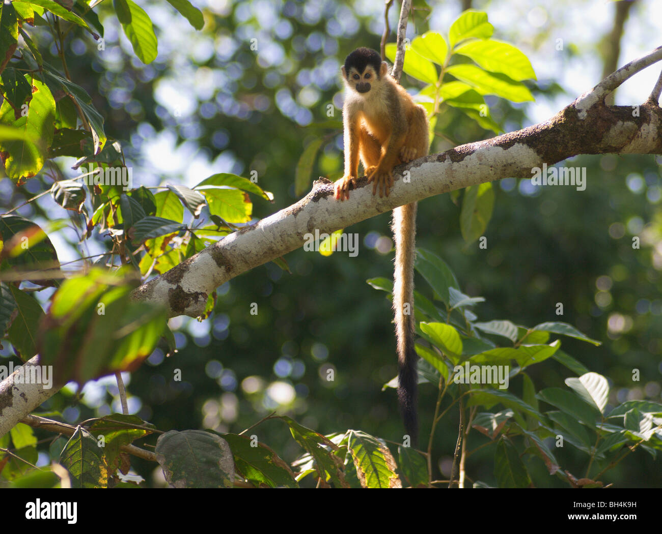 Singe écureuil (Saimiri oerstedii) dans un arbre. Banque D'Images