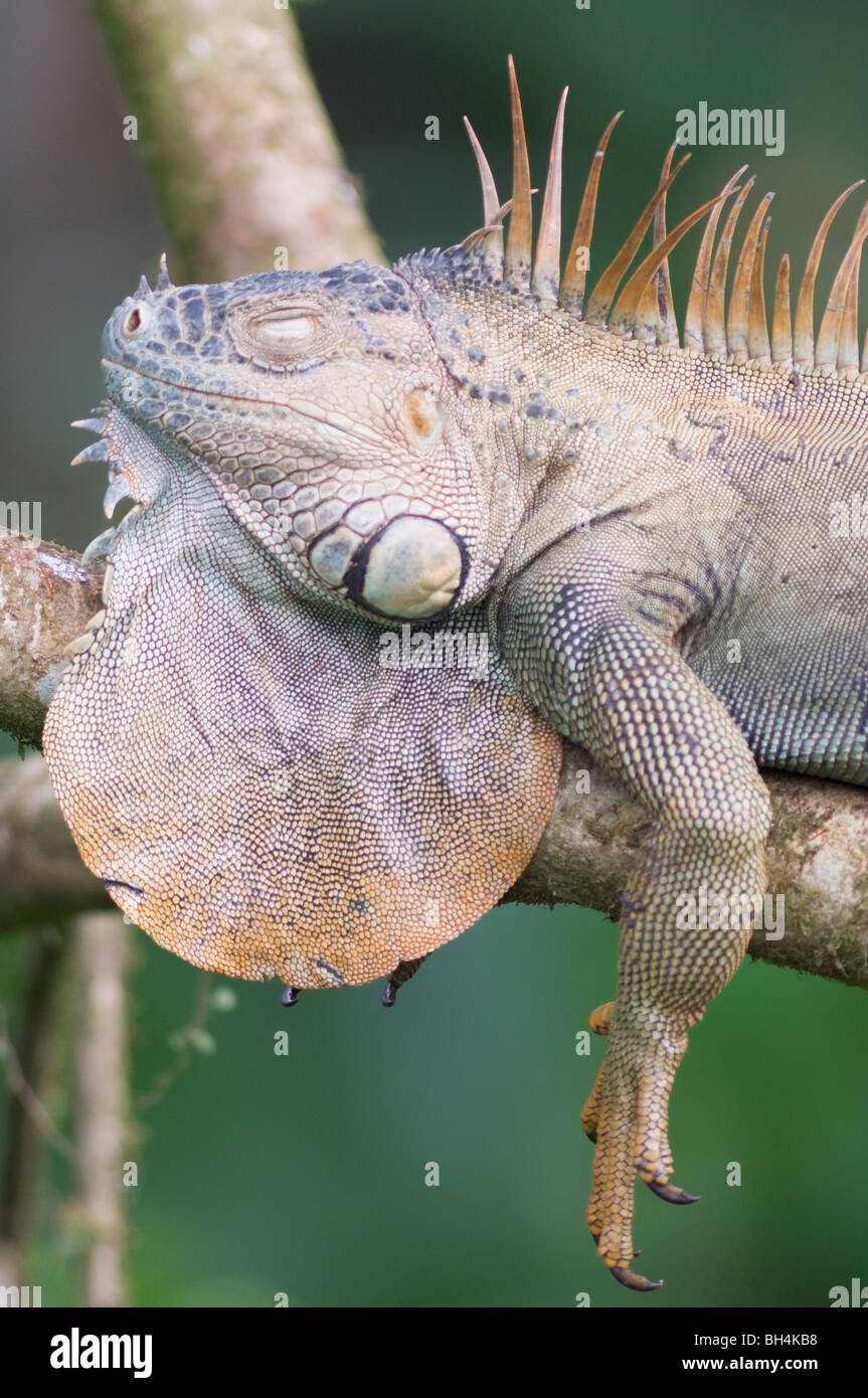 Iguane vert (Iguana iguana) endormi dans un arbre. Banque D'Images