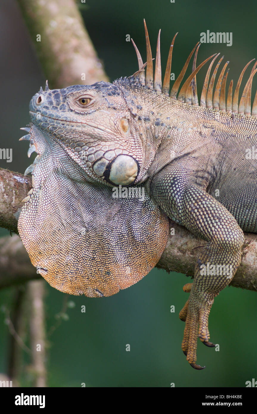 Iguane vert (Iguana iguana) reposant dans un arbre. Banque D'Images