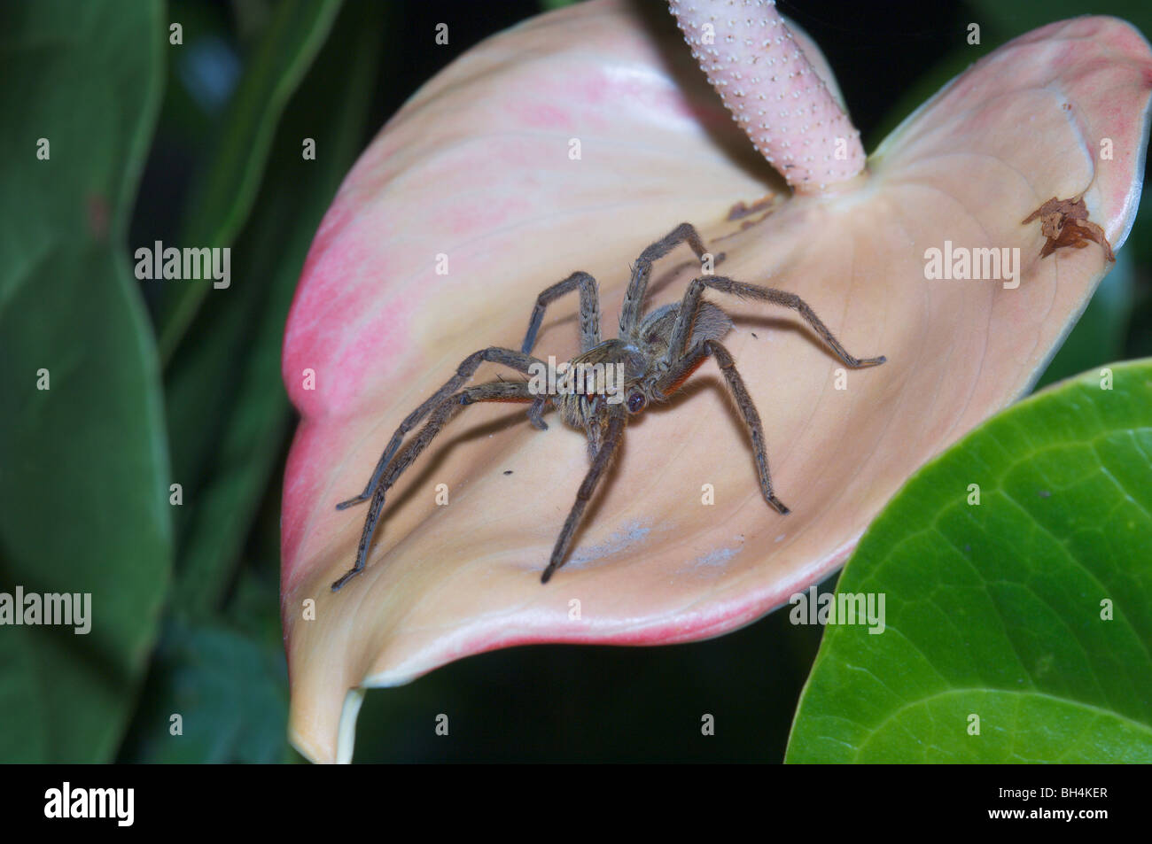 Wolf spider (Cuppiennius sp.) sur des pétales de fleurs exotiques. Banque D'Images
