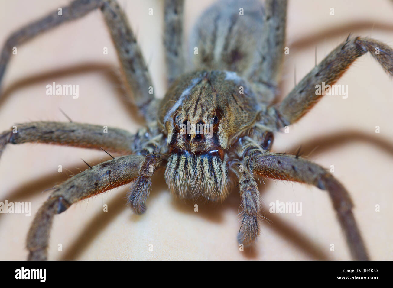 Close-up of a wolf spider (Cuppiennius sp.). Banque D'Images