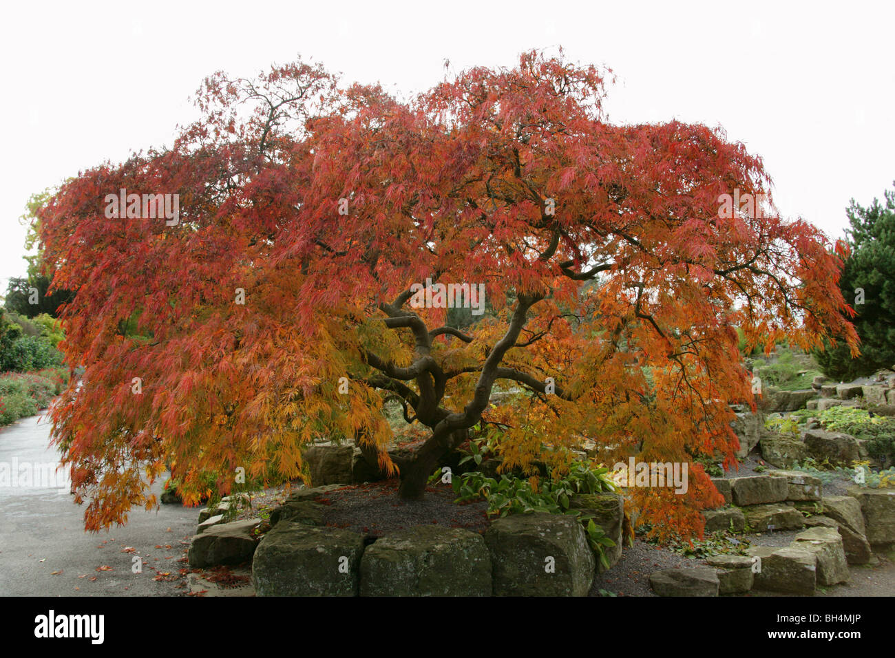 Japanese Maple, Acer palmatum 'Dissectum atropurpureum', Aceraceae. Originaire de Corée, Chine et Japon. Aka Green érable japonais. Banque D'Images