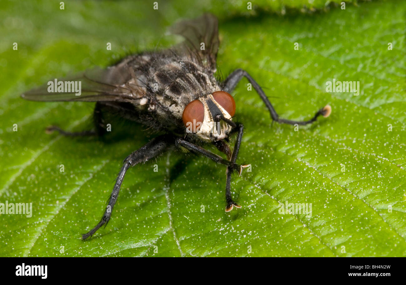 Close up of fly Sarcophaga carnaria (chair) au soleil sur les feuilles et montrant les yeux et le visage des pièces. Banque D'Images